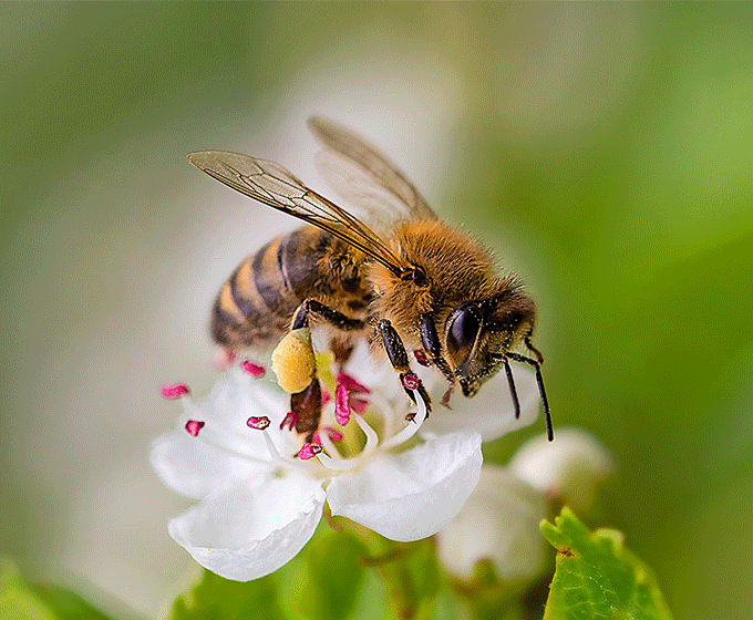 Sombrilla杂志:蜜蜂总剪报